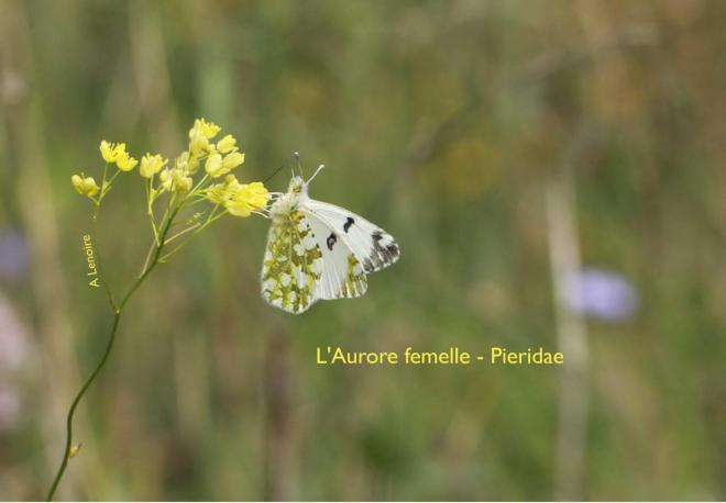 Aurore femelle-1500