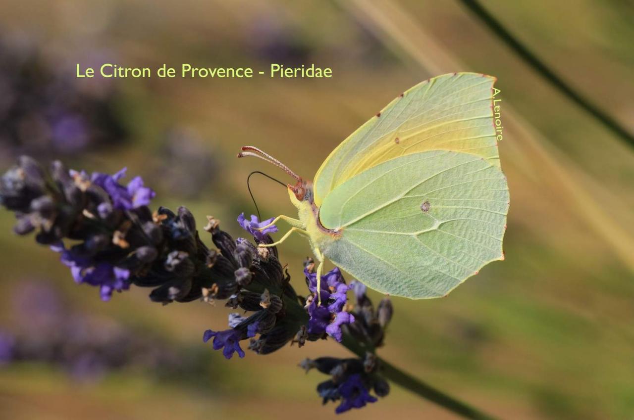 Citron de Provence-1500
