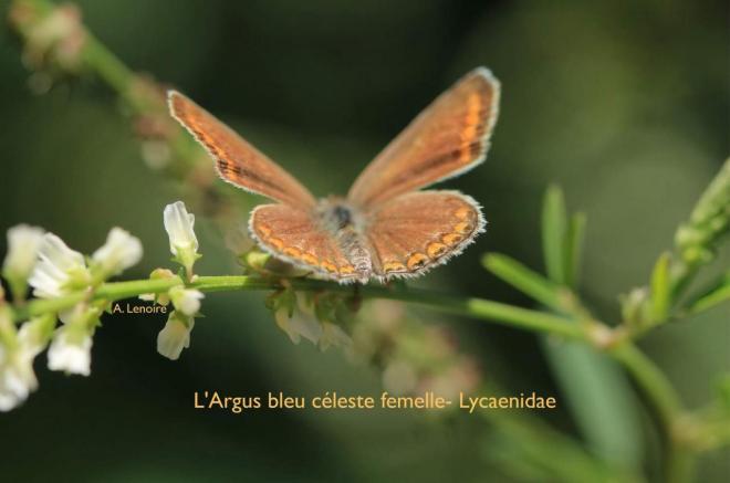 Argus bleu celeste femelle-1500