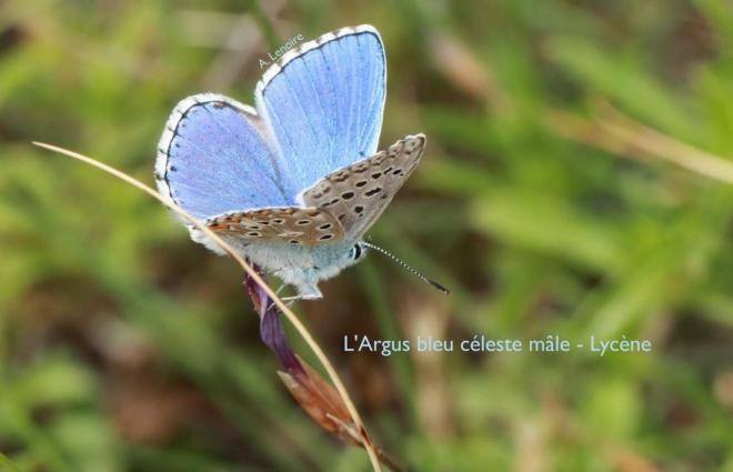 Argus bleu celeste male-1500
