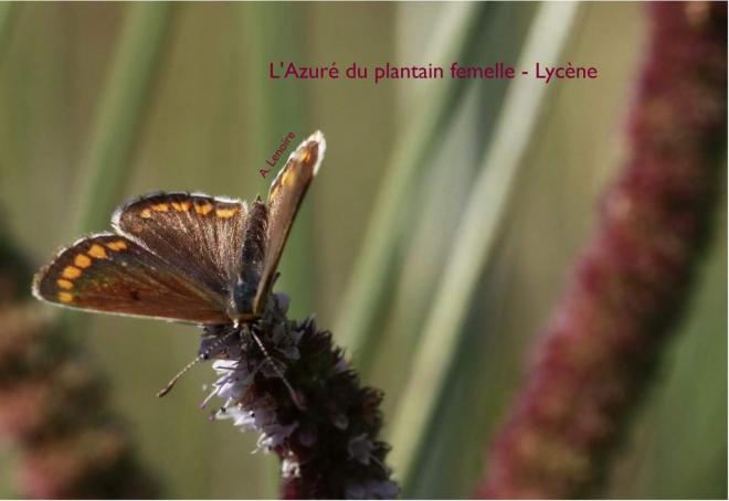Azure du plantain femelle-1500