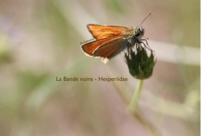 Bande noire-1500