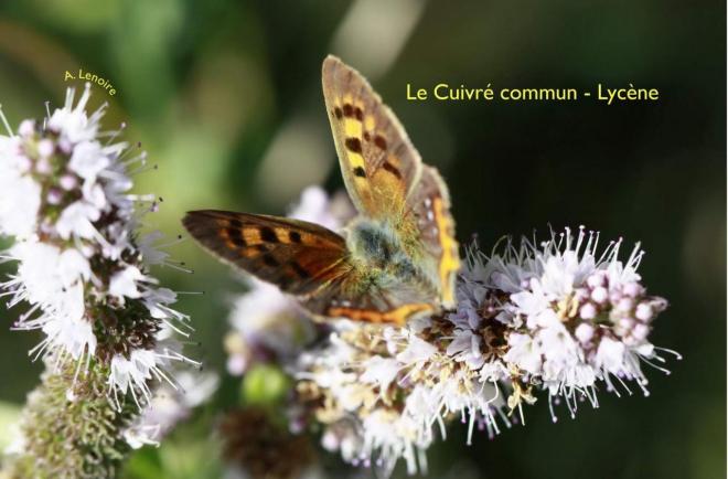 Cuivre commun-1500