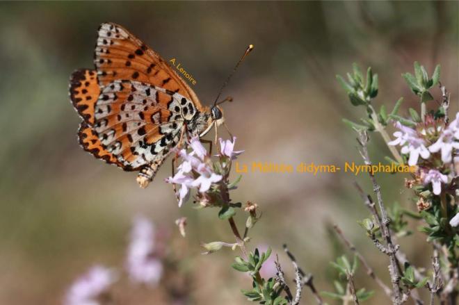 Melitee didyma-1500