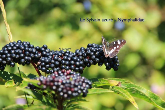Sylvain azure-1500