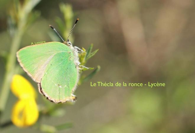Thecla de la ronce-1500