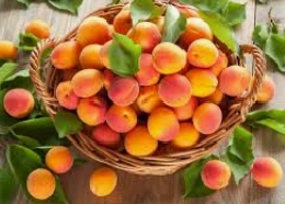 Pique-nique du 16 août 2025 - abricots