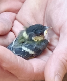 Sortie mésanges - poussin de 13 jours